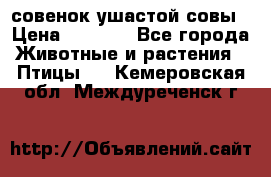 совенок ушастой совы › Цена ­ 5 000 - Все города Животные и растения » Птицы   . Кемеровская обл.,Междуреченск г.